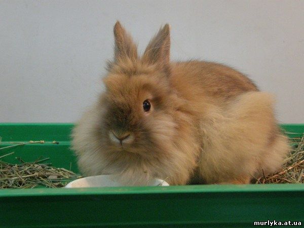 кролик "ангорский"