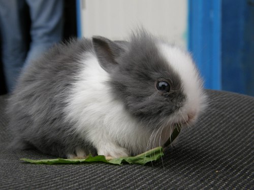 Декоративный кролик