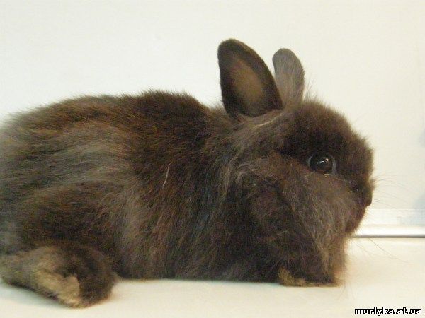 Декоративный кролик