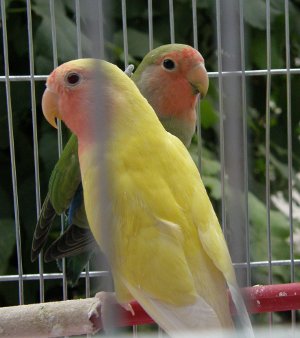 Неразлучники