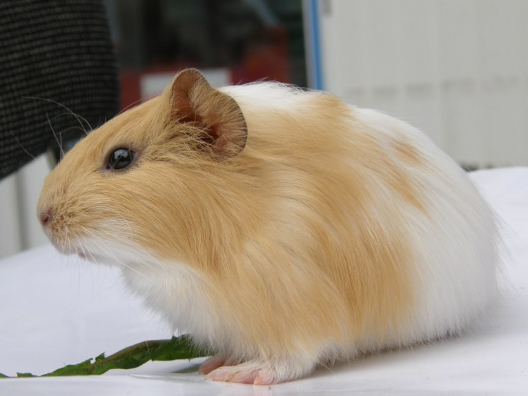 Морская свинка 