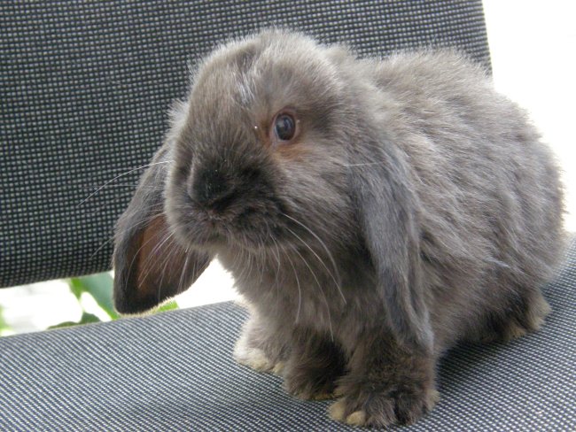 Вислоухий кролик 