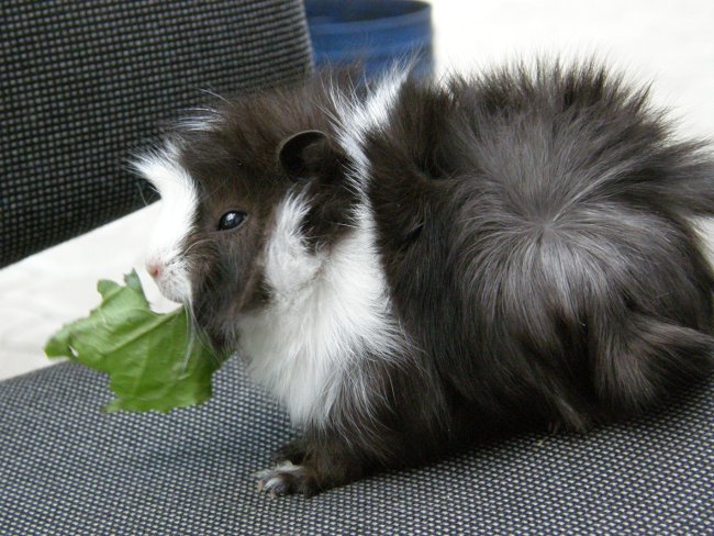 Морская свинка 